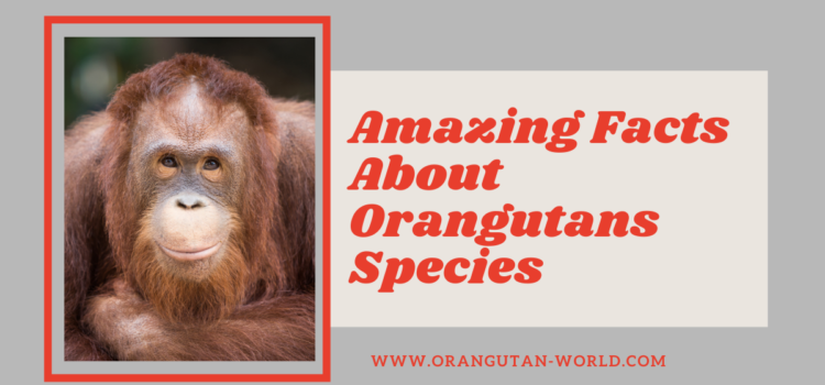 Amazing Facts About Orangutans Species