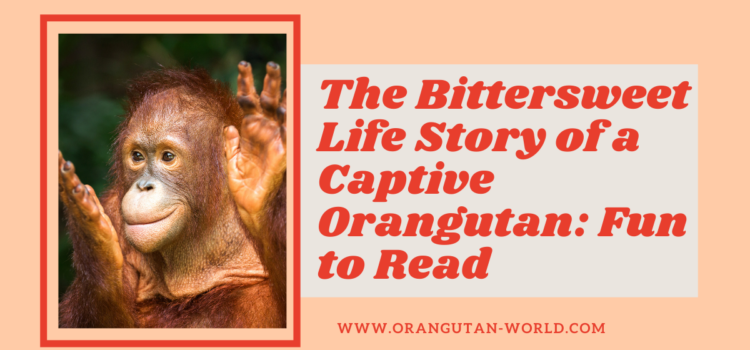 The Bittersweet Life Story of a Captive Orangutan: Fun to Read