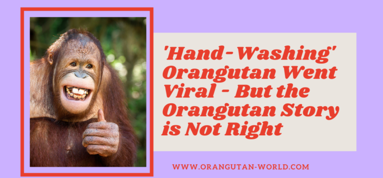 The ‘Hand-Washing’ Orangutan Went Viral – But the Orangutan Story is Not Right