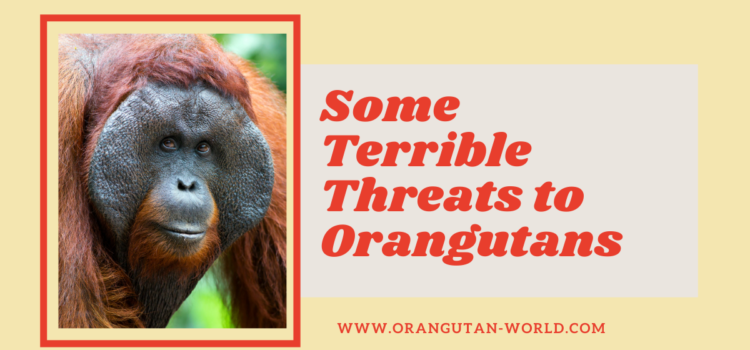 Some Terrible Threats to Orangutans