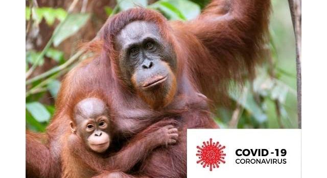 Orangutans and Coronavirus