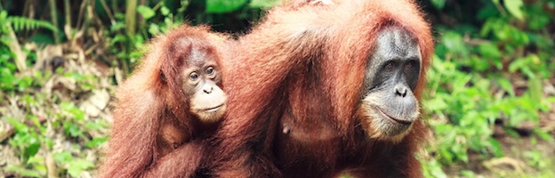 Estructura y Comportamiento Social del Orangután