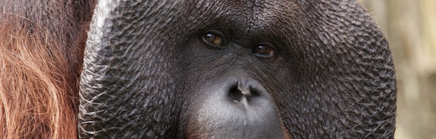 Orangutan Anatomy