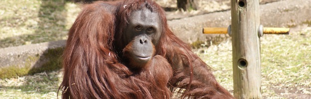Bornean Orangutan - Pongo pygmaeus Orangutan-world.com