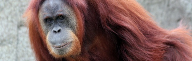 Orangutanes en Cautiverio