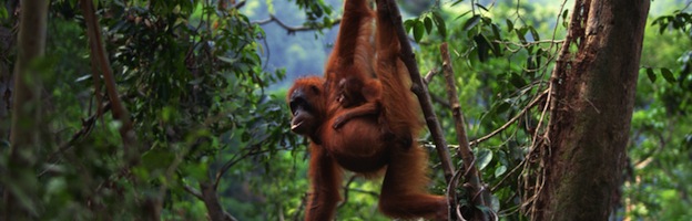 Orangutan Distribution