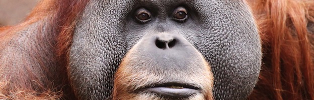 Orangutans Endangered