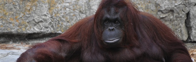 Orangutan Evolution