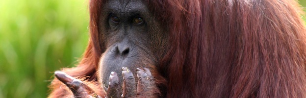 Alimentación del Orangután