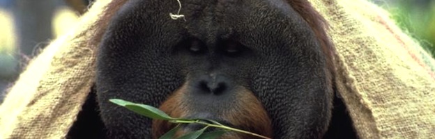 Orangutans and Humans
