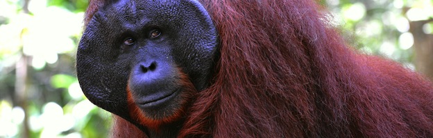 Caza de Orangutanes