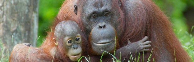 Reproducción del Orangután