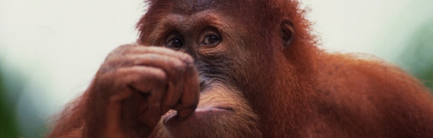 Investigación sobre los Orangutanes