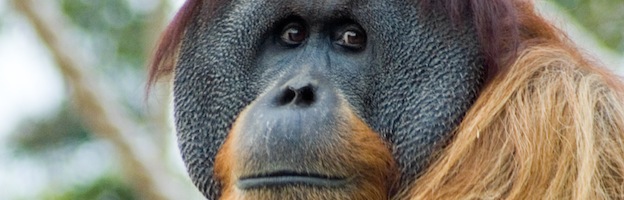 Especies de Orangután
